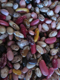 Bean, Lofthouse Landrace