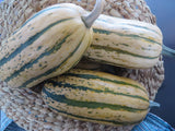 Winter Squash, Candystick Delicata