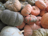 Winter Squash, To the Max Maxima Population