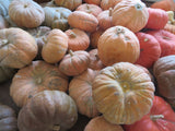 Winter Squash, To the Max Maxima Population