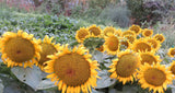 Sunflower, Dwarf