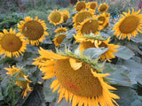 Sunflower, Dwarf