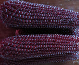 Popcorn, Nebraska Red