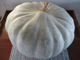 Winter Squash, Sweet Meat Oregon Homestead