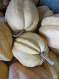 Winter Squash, Thelma Sanders Sweet Potato Acorn