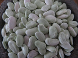 Little Wonders Package
