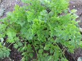 Brussels Winter Chervil