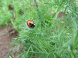 Dill, Hera
