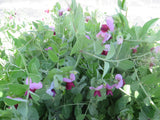 Pea, Hugo's Edible Pod Snow