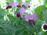 Pea, Manoa Sugar Snow