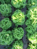 Lettuce, Reaume