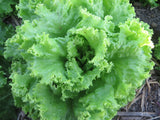 Lettuce, Reaume