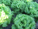 Lettuce, Reaume