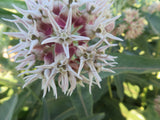 Milkweed, Showy