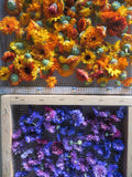Calendula Mix