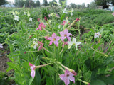 Nicotiana, Old Fashioned Mix