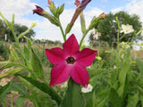 Nicotiana, Old Fashioned Mix