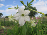 Nicotiana, Old Fashioned Mix