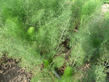 Dill, Hera