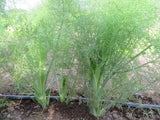 Dill, Hera