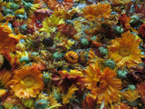Calendula Mix