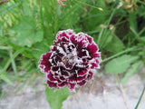 Dianthus, Black and White