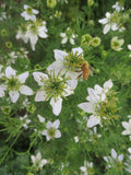 Black Cumin, Black Nigella