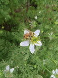 Black Cumin, Black Nigella