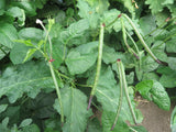 Cowpea, Purple Hull