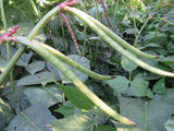 Cowpea, Purple Hull