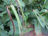 Cowpea, Purple Hull