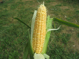 Corn, Yukon Chief Sweet