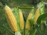 Corn, Yukon Chief Sweet