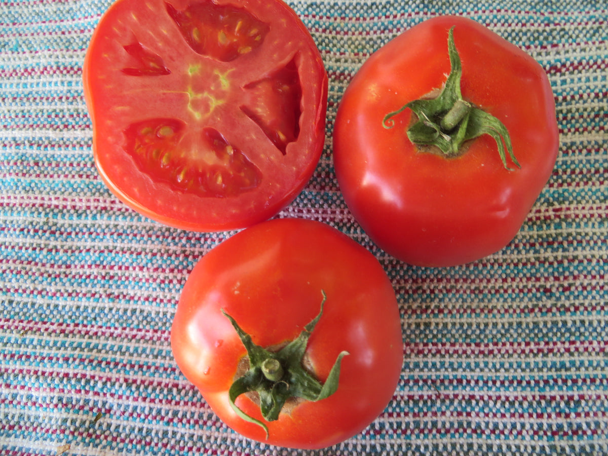Tomato, Homestead 24 – Giving Ground Seeds