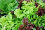 Container Garden Package