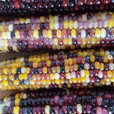 Popcorn, Lofthouse Landrace