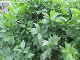 Lovage, Celery Leaf