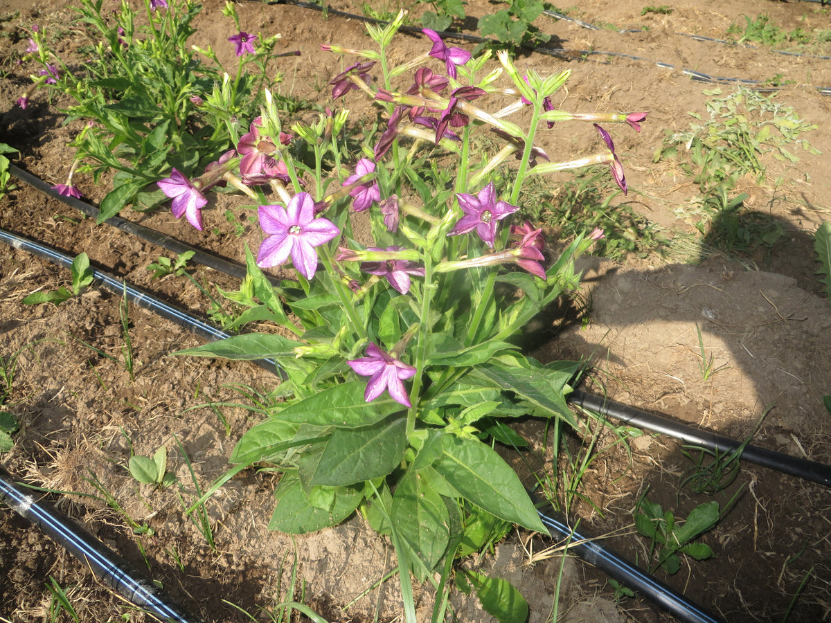 Nicotiana, Purple Perfume