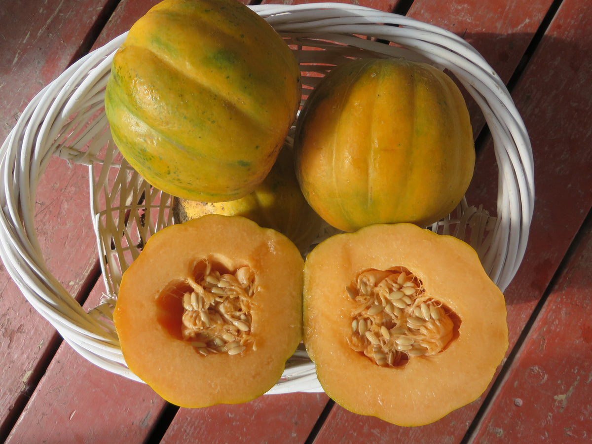 Melon, Noir de Carmes Giving Ground Seeds