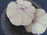 Garlic, Polish White (Pre-order, ships late August 2025)