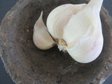 Garlic, Polish White (Pre-order, ships late August 2025)