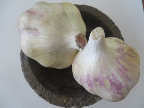 Garlic, Polish White (Pre-order, ships late August 2024)
