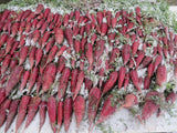 Carrot, Rouge Sang Violette