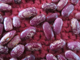Bean, Spanish Tolsana