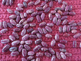 Bean, Spanish Tolsana