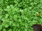 Watercress