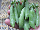 Pea, Sugar Ann Snap