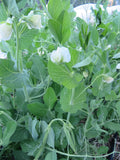 Pea, Sugar Ann Snap