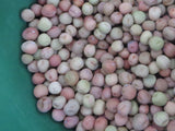 Pea, Taiwan Sugar Snow