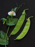 Pea, Taiwan Sugar Snow